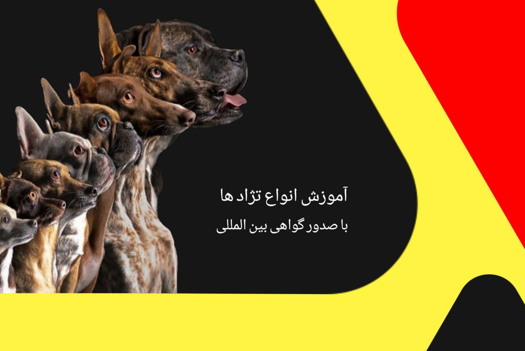 مربی سگ در الو مربی سگ   02636331211   مربیان سازمان جهانی سگ در ایران 